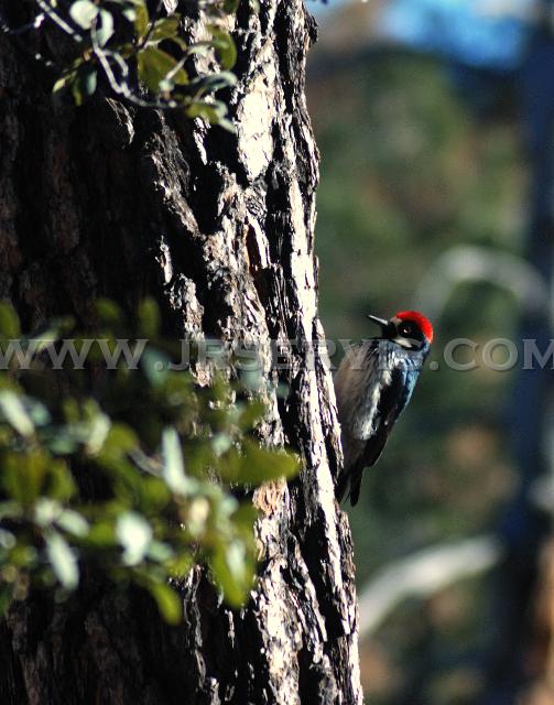 Acorn Woodpecker.jpg